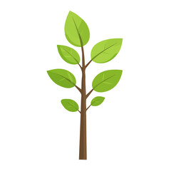 Balsa Sapling, flat style 2D vector image, isolated on a white background
