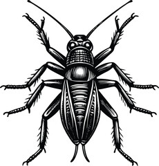 Detailed Illustration of a Cricket Insect Black and White Engraving Style Vector Graphic