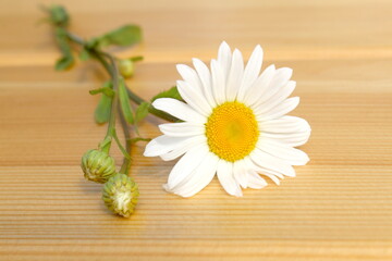 Chamomile flowers lie on a wooden background.