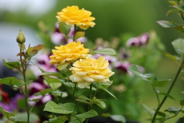 Bright yellow roses in full bloom surrounded by lush green leaves and blurred petunias in the...