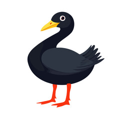 Flat 2D Coot illustration, vector graphic in icon style, on white background