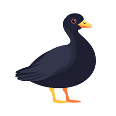Minimal flat vector of a Coot, 2D icon-style illustration on white background