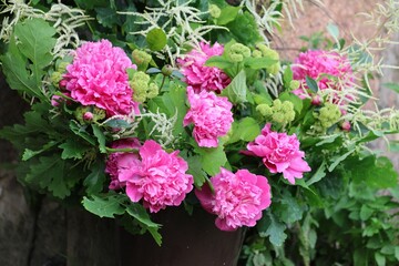 A lush summer bouquet of blooming pink peonies mixed with oak leaves and white accent flowers arranged in a garden pot.