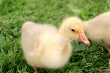 Little goslings are sitting on the green grass.