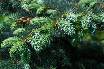 Green branches of spruce closeup. Natural background, wallpaper.