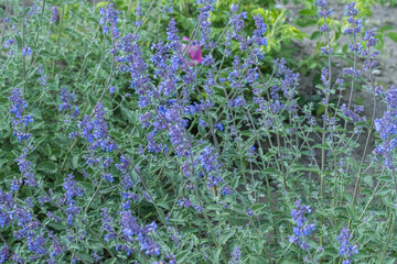 Salvia officinalis, commonly known as blue salvia flowers.