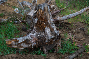 Dry tree stump in the forest. Dried tree roots.