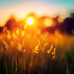 Idyllic, Soft Focus Sunset Illuminates a Field of Yellow Wildflowers and Golden Grasses Under Sky