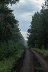 Dirt road in pine forest in early morning.