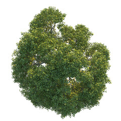 Pear Tree plan top view 4k cutout  © DH Tree Stock