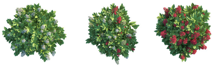 Skimmia japonica Rubella Tree plan top view 4k cutout isolate	
