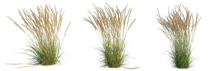 Calamagrostis x acutiflora karl foerste Tree 4k cutout transparent background	