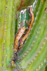 Cape gopher snake (Pituophis catenifer vertebralis) hunting for birds nests on a cactus in the Mexican desert in the peninsula of Baja California