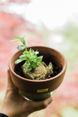 Starting an indoor garden in spring 