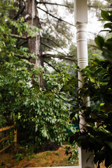 rain, summer, rainy, raining, summer days, garden, outdoors, home, yard, green, verdant, lush, plants, foliage, woods, forest, woody