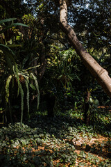 Beautiful tropical foliage in a rainforest