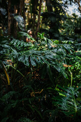 Beautiful tropical foliage in a rainforest