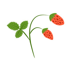 Cute hand drawn colorful small wild strawberries bush isolated on white background. Cute garden or forest strawberries.