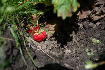 A ripe strawberry lies on dry garden soil, partially covered by grass and surrounded by plants and...