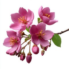 Obraz premium Pink Flower Branch Blossom Springtime Floral Delicate
