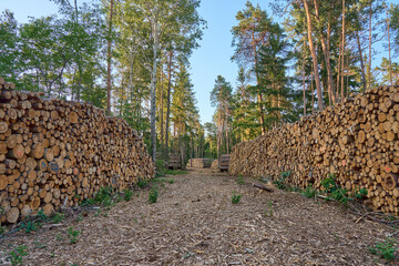 Long rows of stacked cut logs in a forest clearing on a sunny day. Forestry and timber harvesting area with tree trunks organized for transport or processing.