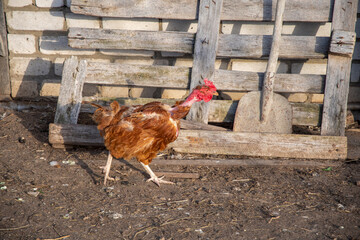 Free roaming brown hen with skinned neck walks near rustic wooden fence made of rough boards, concept of seasonal molting or suffered from love of rooster, old shovel stands nearby in village yard,