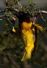 Village Weaver