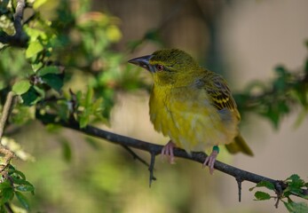 Village Weaver