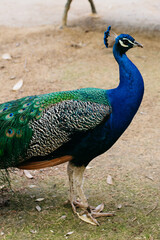 Fototapeta premium A beautiful and royal peacock