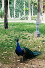 Obraz premium A beautiful and royal peacock