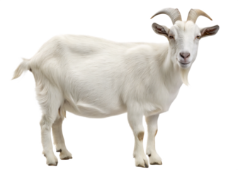   a close up image of a white goat with curved horns isolated on white background PNG ,ai generated
