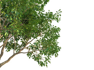 Cordia subcordata Tree corner cutout transparent background