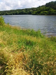 the river in the forest