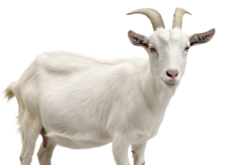   a close up image of a white goat with curved horns isolated on white background PNG ,ai generated