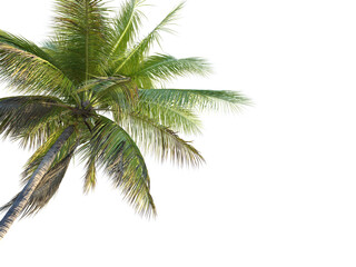Naklejka premium Coconut tree corner cutout isolate png