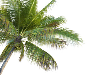 Coconut tree corner cutout png