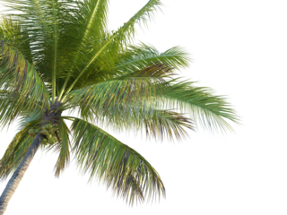 Coconut tree corner cutout png