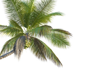 Obraz premium Coconut tree corner cutout isolate
