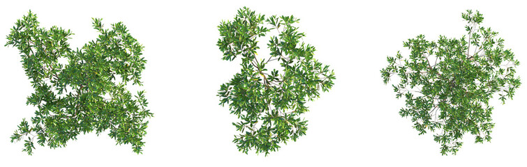 Fototapeta premium Dodonaea viscosa Tree plan top view cutout png transparent