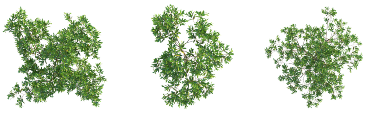 Dodonaea viscosa Tree plan top view cutout png transparent