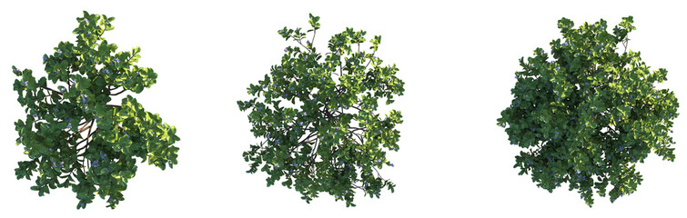 Naklejka premium Vitex rotundifolia Tree plan top view cutout isolate background