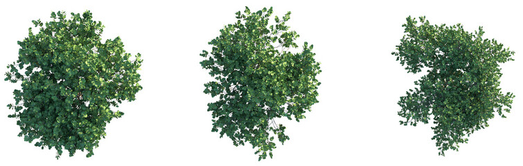 Fototapeta premium Aleurites moluccana Tree plan top view isolate background
