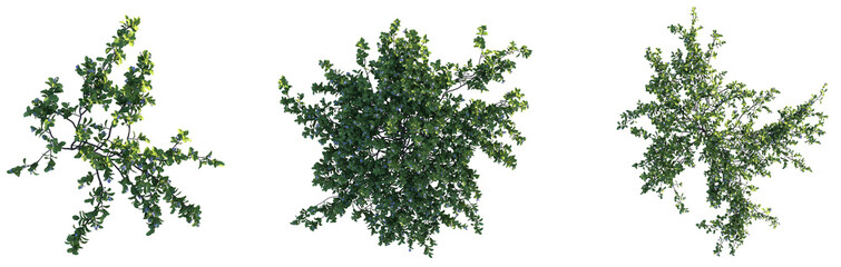 Vitex rotundifolia Tree plan top view cutout png transparent