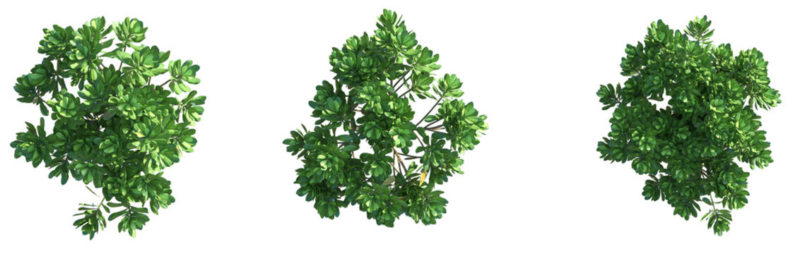 Scaevola taccada Tree plan top view cutout png transparent