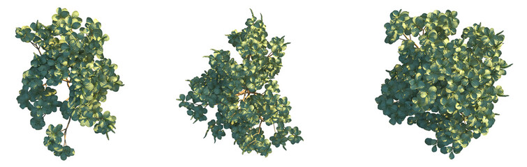 Achyranthes splendens Tree plan top view png transparent background