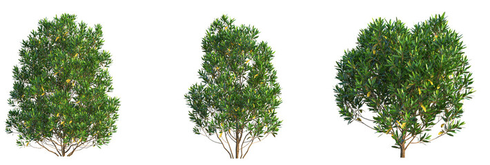 Dodonaea viscosa Tree cutout transparent background isolate