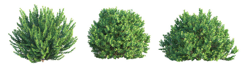 Obraz premium Wikstroemia uva ursi Tree cutout transparent background isolate