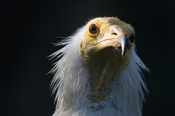 Egyptian vulture