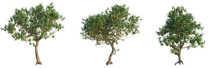 Hibiscus tiliaceus Tree cutout transparent background © DH Tree Stock