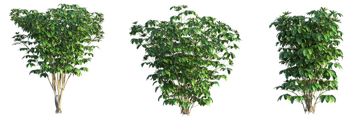 Schefflera arboricola Tree cutout transparent background